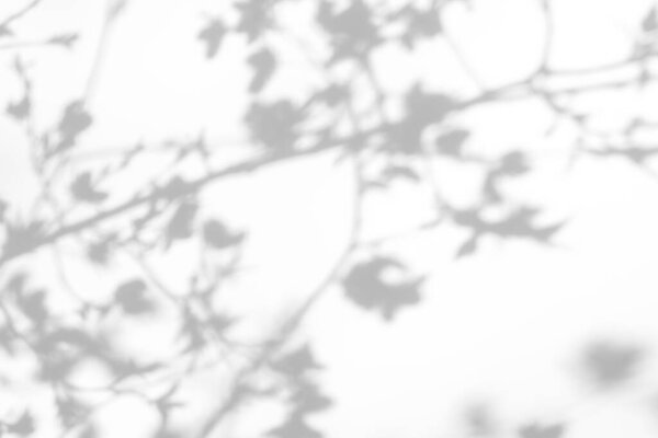 Эффект наложения для фотографии. Серые тени вишневого дерева, цветущие ветви на белой стене. Абстрактный нейтральный фон концепции природы для презентации дизайна
