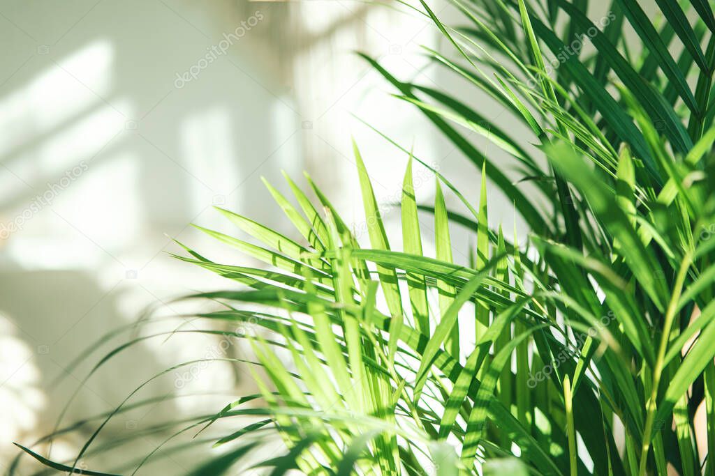 Close up of green fresh tropical houseplant palm leaves with blurred light and shadow wall background. Urban jungle interior concept. 
