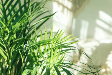 Bulanık ışık ve gölge duvar arkaplanı olan yeşil, taze tropik ev bitkisi yapraklarını kapatın. Kentsel orman iç konsepti. 