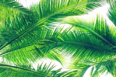 Beyaz arka planda güneşli bir günde yeşil palmiye ağaçları. Klasik doğal model. Retro yaz tropikal tasarımı. Seyahat geçmişi. Tropik ada egzotik bitki örtüsü. Aloha Hawaii. Miami cenneti. Karayipler