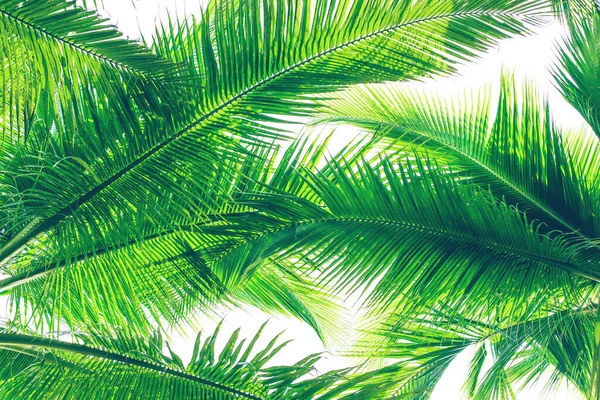 Green Palm Trees Sunny Day White Background Vintage Natural Pattern — 스톡 사진