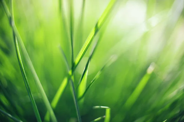 壁纸设计用新鲜绿草的遮挡 自然的夏季绿色背景 草场草场 有模糊的软硬集中的防波堤效果 花形宏观纹理抽象背景 — 图库照片