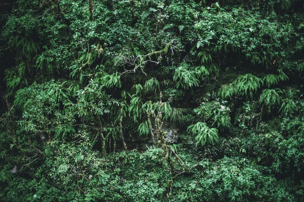 Härlig Regnskog Grönska Stenvägg Med Ormbunkar Mossa Och Grönt Gräs — Stockfoto