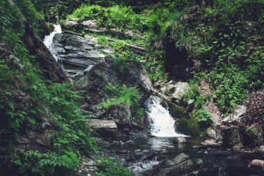 Taşların, otların ve eğreltiotlarının arasında bir dağ şelalesi. Muhteşem orman manzarası. İlkbaharda açık havada, yolculuk arka planında. Mzymta nehir kanyonu, Sochi, Rosa Khutor, Rusya. Yerel turizm konsepti