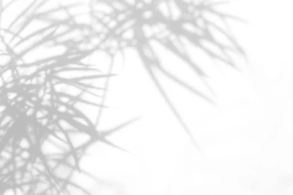 Overlay Effect Photo Needles Thuja Gray Shadow White Wall Abstract — Stock Photo, Image