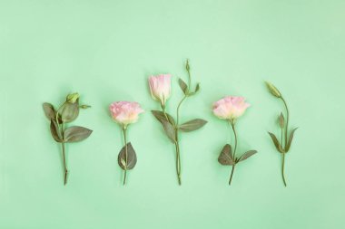 Pembe Eustoma çiçekleri ve nane arkaplanda tomurcukları