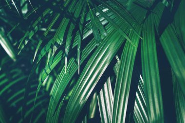 Taze tropikal yağmur ormanı yeşil palmiye yaprakları arka plan
