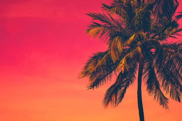 Trópusi naplemente sötét sziluettjével kókuszpálmafából — Stock Fotó