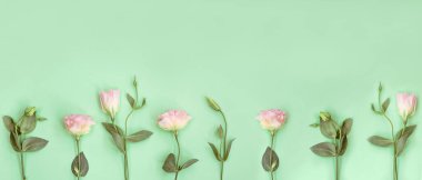 Pembe Eustoma çiçekleri ve nane arkaplanda tomurcukları