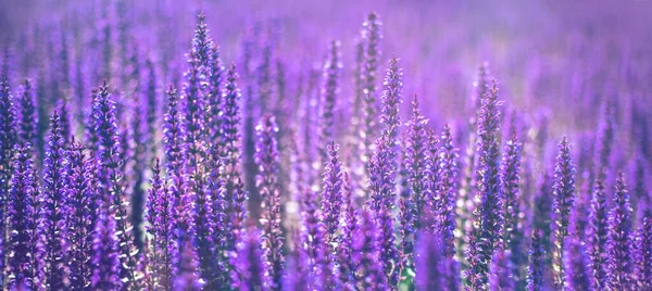 紫色の装飾セージの花のフィールドを持つバナー 美しい夏の庭紫色の花の背景を咲かせます サルビア バンブルベリーウッドランド セージ 選択的焦点 — ストック写真