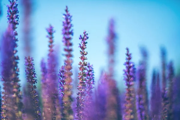 Primer Plano Del Campo Flores Salvia Decorativa Púrpura Hermoso Jardín —  Fotos de Stock