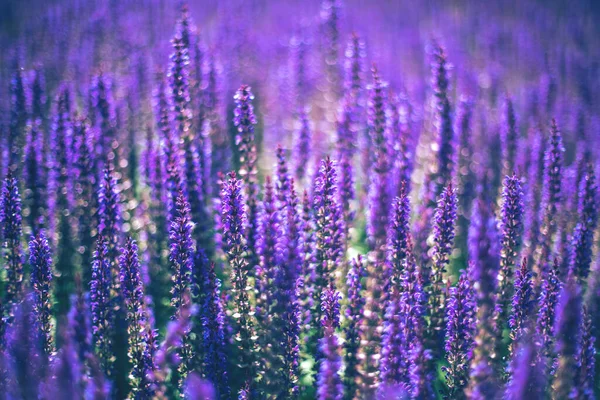 Nahaufnahme Von Lila Dekorativen Salbeiblüten Feld Schöne Sommer Garten Violett — Stockfoto