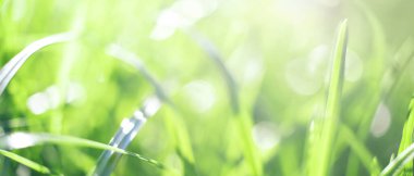 Bahar mevsimi tasarımı için taze yeşil çimlerin yakın planlı pankartı. Doğal yaz yeşilliği geçmişi. Bulanık, yumuşak odaklı bokeh efektli çayır otlağı. Çiçeksel makro desenli soyut arkaplan