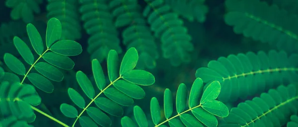 带有新鲜热带绿叶背景的横幅 植物性的哈瓦伊自然 自然郁郁葱葱的绿树成荫 奇异的绿色热带森林 夏季场地设计摘要 — 图库照片