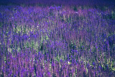 Seçici odaklanma. Mor dekoratif adaçayı tarlasını kapatın. Güzel yaz bahçesi menekşe çiçekleri çiçek arkaplanı. Salvia Bumbleberry, Woodland Sage. 