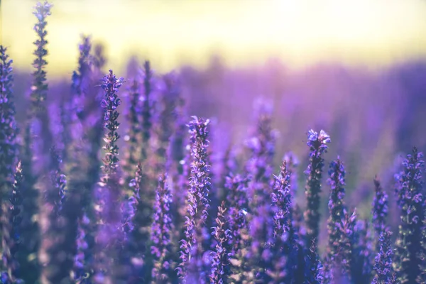 Seçici odaklanma. Mor dekoratif adaçayı tarlasını kapatın. Güzel yaz bahçesi menekşe çiçekleri çiçek arkaplanı. Salvia Bumbleberry, Woodland Sage 'den. Seçici odak. 