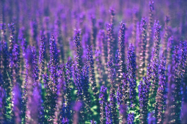 Selective Focus Close Purple Decorative Sage Flowers Field Beautiful Summer — Stock Photo, Image