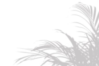 Fotoğraf için bulanık kaplama efekti. Palmiye yapraklarının gri gölgesi beyaz bir duvarda. Soyut nötr doğa kavramı. Noktalı ışık.