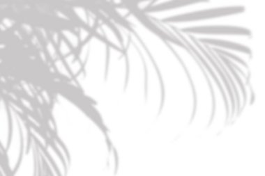 Fotoğraf için bulanık kaplama efekti. Palmiye yapraklarının gri gölgesi beyaz bir duvarda. Soyut nötr doğa kavramı. Noktalı ışık. Doğal ışık efektleri için gölgeler