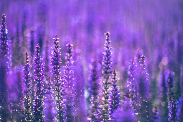 Close Purple Decorative Sage Flowers Field Beautiful Summer Garden Violet — Stock Photo, Image