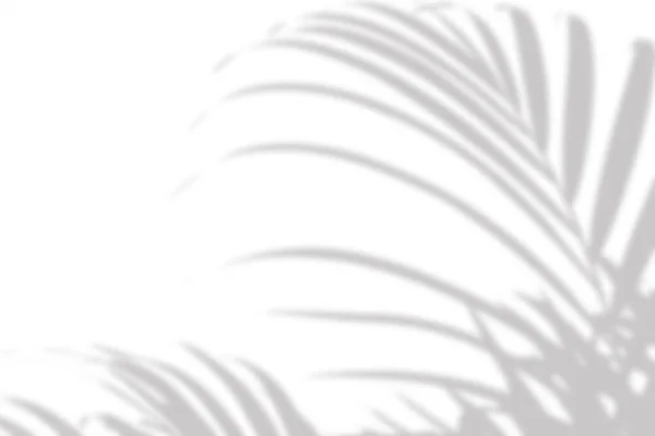 Blurred Overlay Effect Photo Gray Shadow Palm Leaves White Wall — Stock Photo, Image