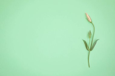 Güzel pembe Eustoma çiçeği tomurcuğu naneli arka planda yatıyor. Pastel renkli çiçek arkaplanı. Modern basit minimalist tasarım. Üst görünüm, düz görünüm, kopyalama alanı.
