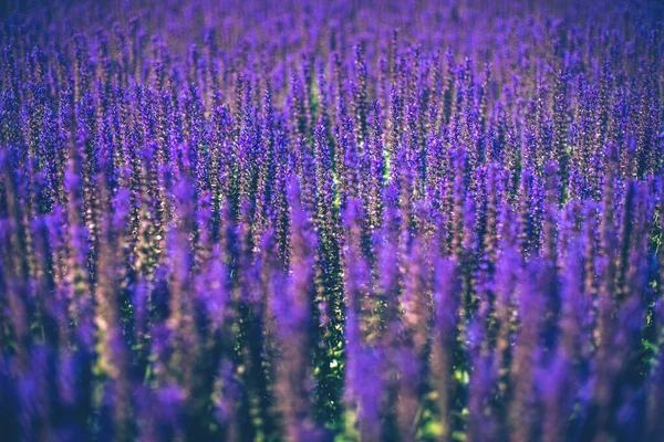 Selective Focus Close Purple Decorative Sage Flowers Field Beautiful Summer — Stock Photo, Image