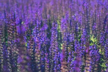 Seçici odaklanma. Mor dekoratif adaçayı tarlasını kapatın. Güzel yaz bahçesi menekşe çiçekleri çiçek arkaplanı. Salvia Bumbleberry, Woodland Sage. 