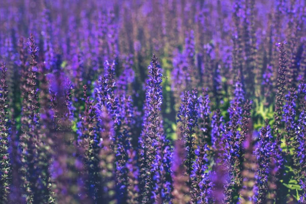 Selective Focus Close Purple Decorative Sage Flowers Field Beautiful Summer — Stock Photo, Image