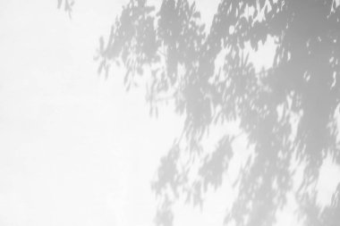 Doğal ışık efektleri için bulanık kaplama efekti. Beyaz dokulu bir duvarda ağaç dallarının gri gölgeleri. Poster tasarım sunumu için soyut nötr doğa kavramı. 