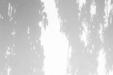 Doğal ışık efektleri için bulanık kaplama efekti. Beyaz dokulu bir duvarda ağaç dallarının gri gölgeleri. Poster tasarım sunumu için soyut nötr doğa kavramı. 