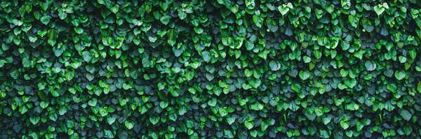 Panoramic ivy green wall surface for decoration design. Natural background texture. Spring Summer Floral banner. Interior vertical garden. Urban jungle indoor gardening.