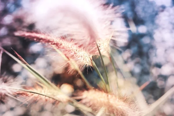 Yumuşaklık stiliyle çimen çiçek — Stok fotoğraf