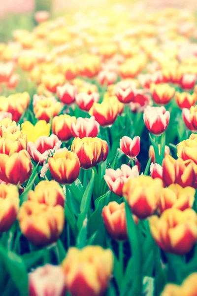 Mooie tulp bloemen scène natuur achtergrond — Stockfoto