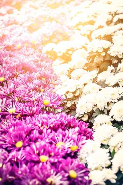 Cena de flores belo crisântemo — Fotografia de Stock