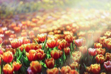 Güneş manzara ile güzel Sarı Lale