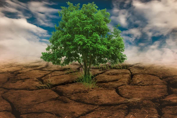 Árvore seca cena natureza — Fotografia de Stock