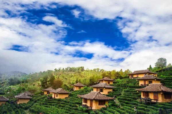 Thee plantage en huis Baan Raks Thaise natuur achtergrond — Stockfoto