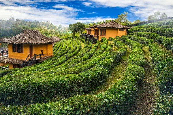 Ban Ruk casa tailandesa en la colina escena de la naturaleza fondo — Foto de Stock