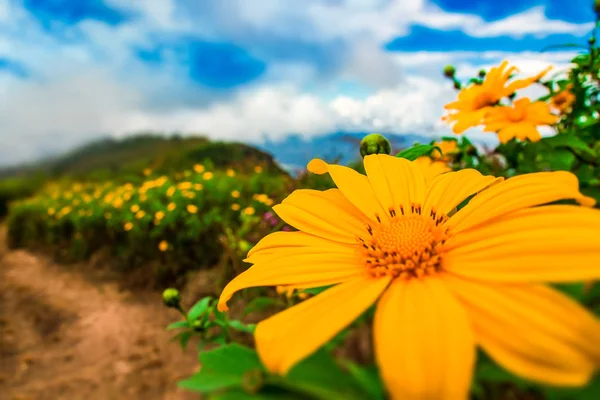 Mexican sunflower blommande scen natur bakgrund — Stockfoto