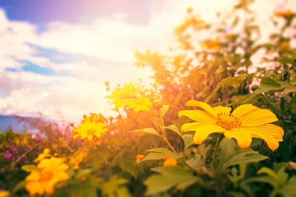 Schöne mexikanische Blumen Szene Natur Hintergrund — Stockfoto