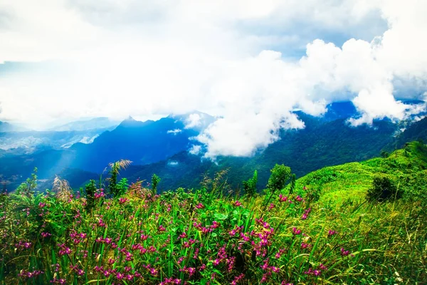 Viola scena fiori selvatici in alta montagna, sfondo della natura — Foto Stock