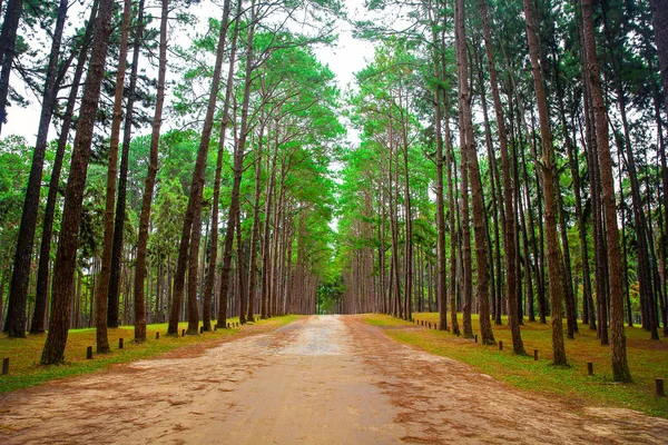 Pine forest en weg landelijke scène natuur achtergrond — Stockfoto