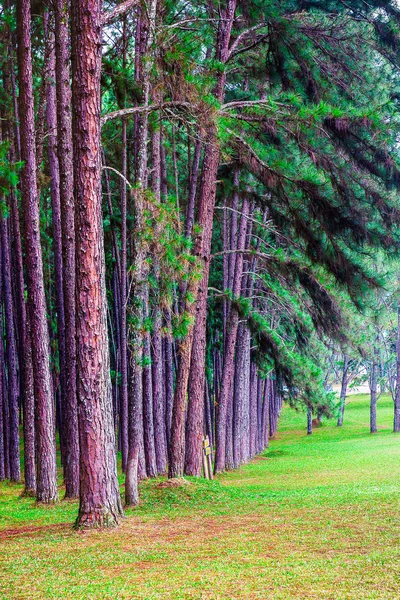 Vista de los pinos frente a la naturaleza paisaje fondo —  Fotos de Stock