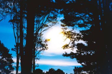 Alacakaranlık pine orman sahne doğa arka plan