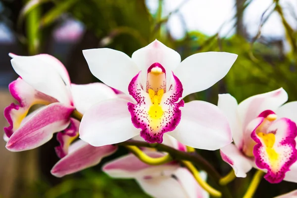 Lindas flores Spathoglottis florescendo cena natureza fundo — Fotografia de Stock