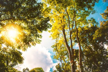 Harika bir manzara ağaçlar ve mavi gökyüzü doğa arka plan
