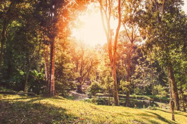 Günaydın orman park adlı Güneş aydınlatma doğa arka plan