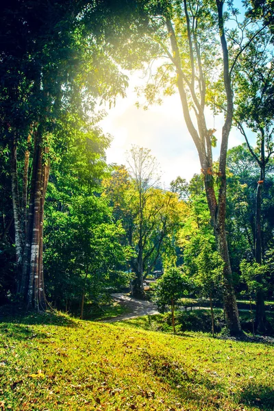 美丽的绿色森林和国家公园场面自然背景 — 图库照片