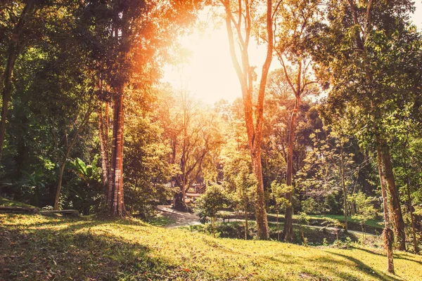 God morgon på forest park, sol belysning natur bakgrund — Stockfoto